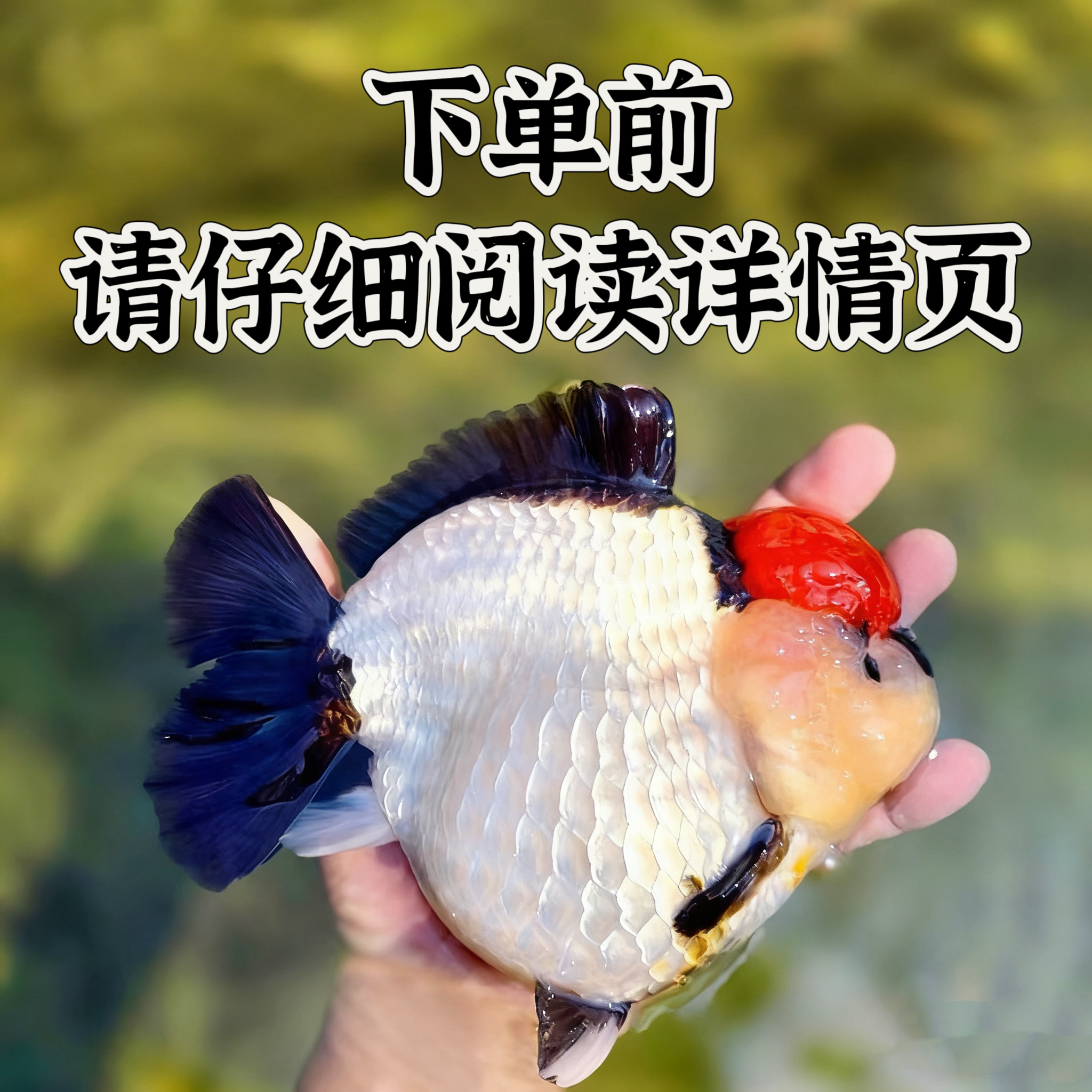福利微瑕将军泰狮f1（图片仅供参考，默认微瑕只包活不包损）