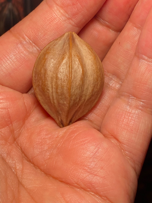 苏工核雕纯手工天然五花核，，市场非通货，等待有缘人，正五角星