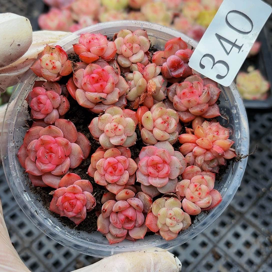 多肉植物多肉植物340