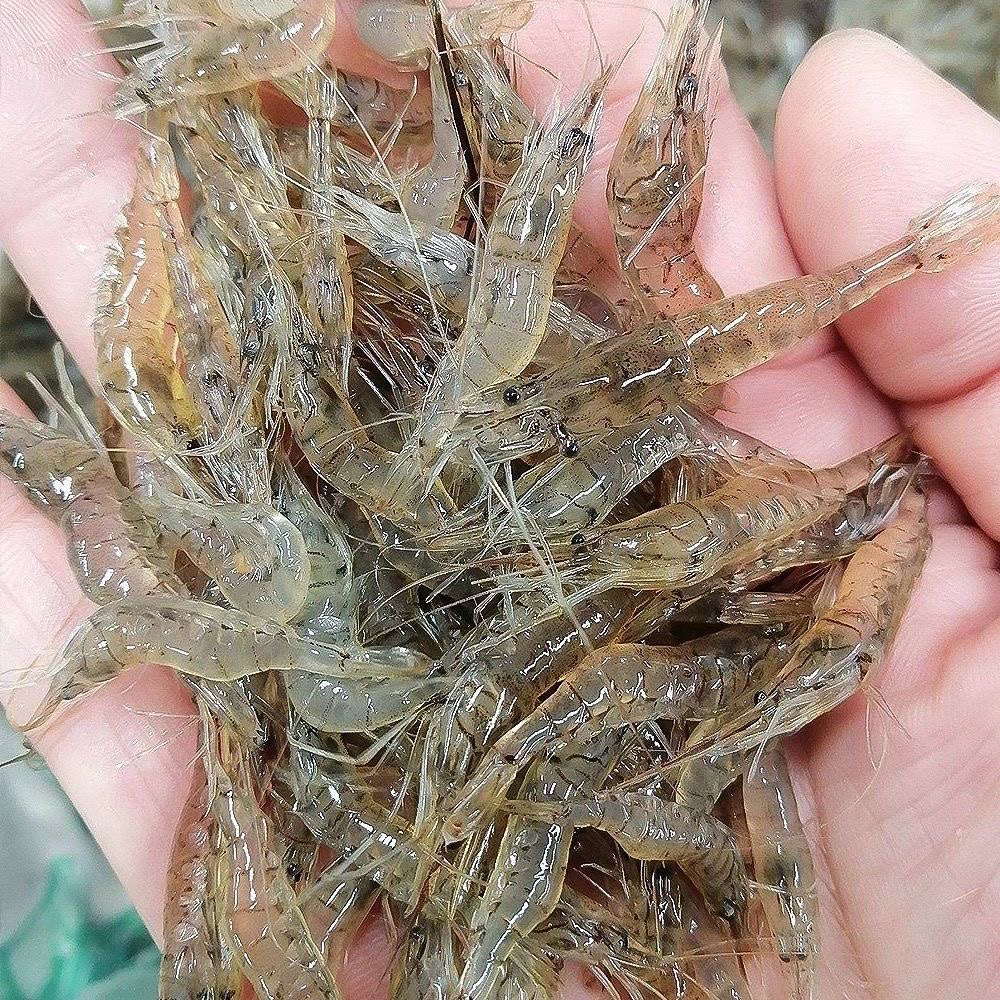 【晓海专属】顺丰包邮活杀冷鲜淡水虾