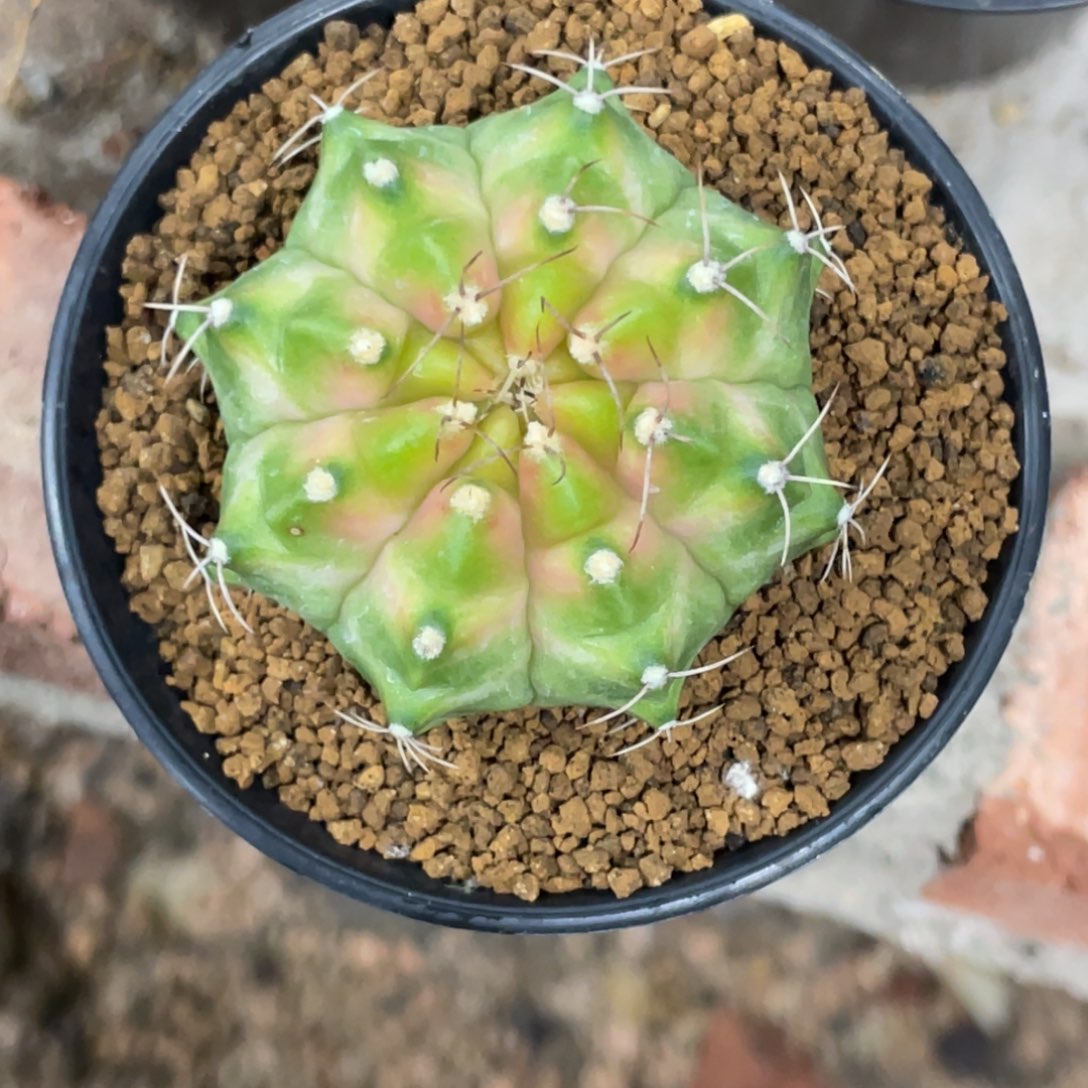 当前无花朵，栽培后可花朵白粉轮回