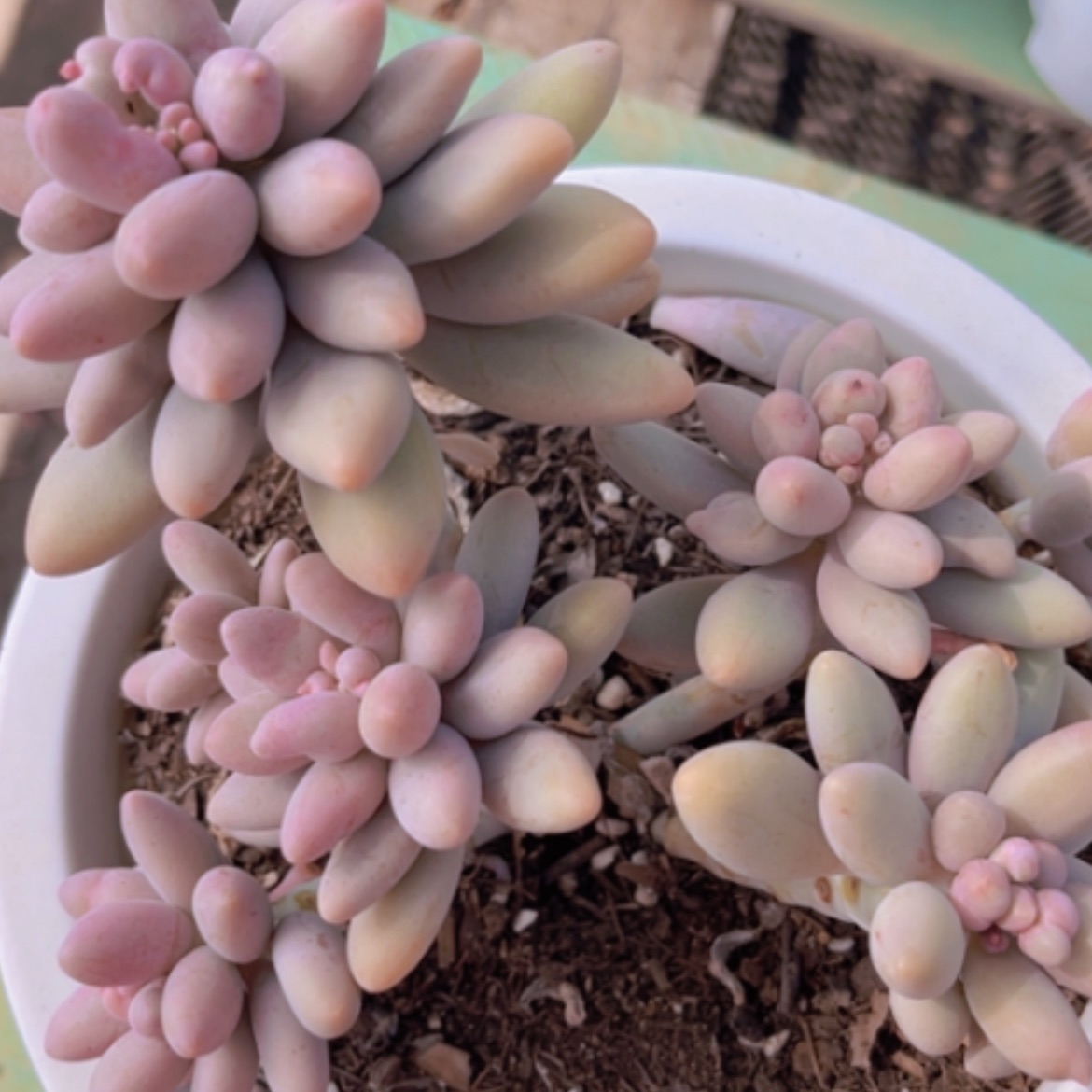 【闪购商品】粉色恋人06165