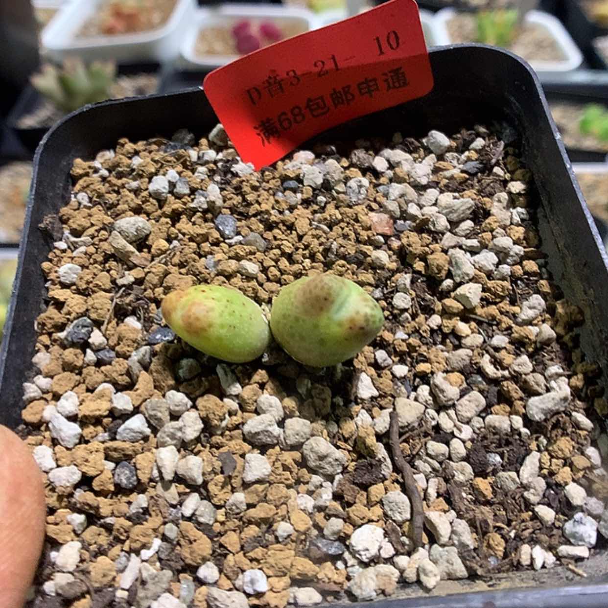 【闪购商品】3-21-10 草莓斑马一颗特30