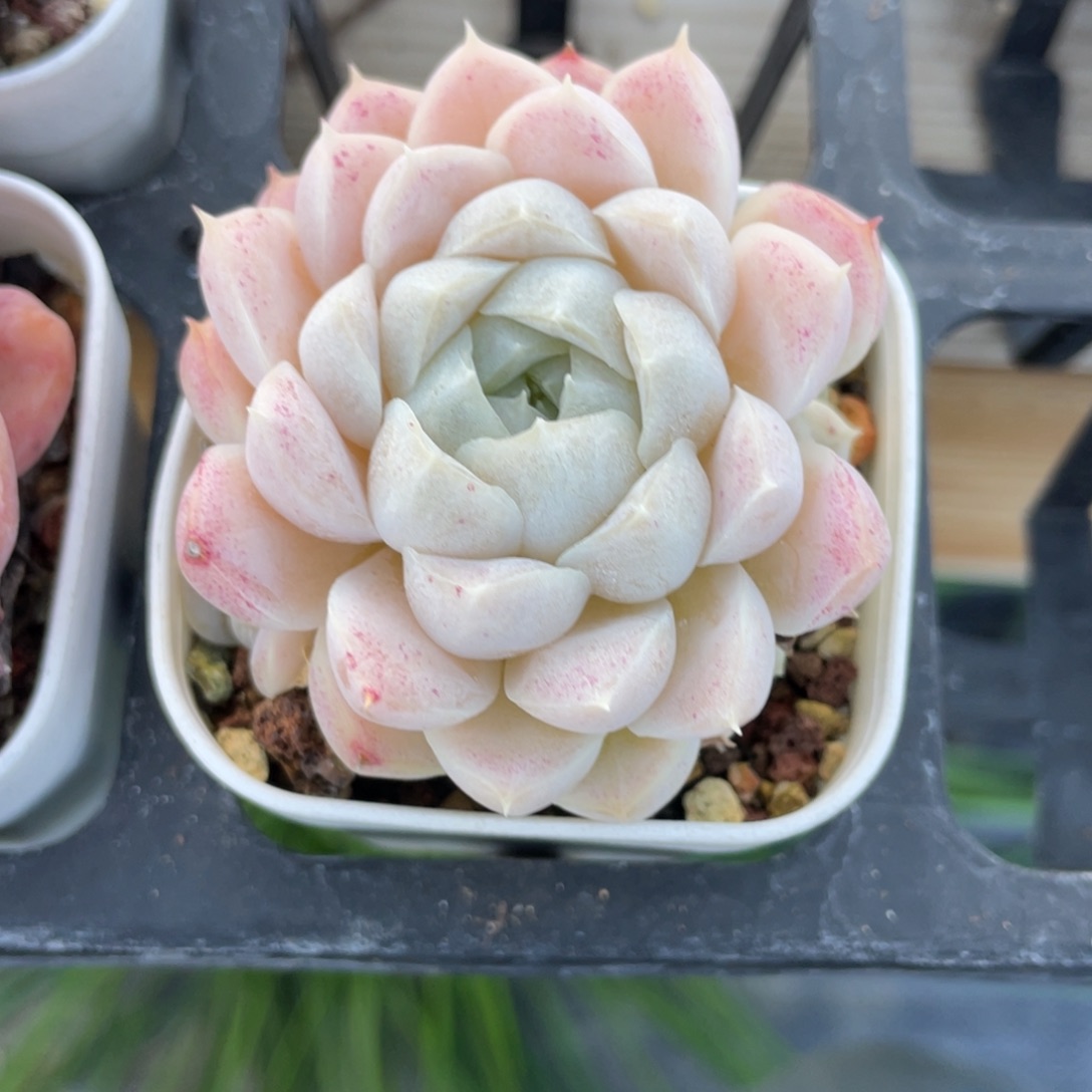 Z2608精品女妖群福利