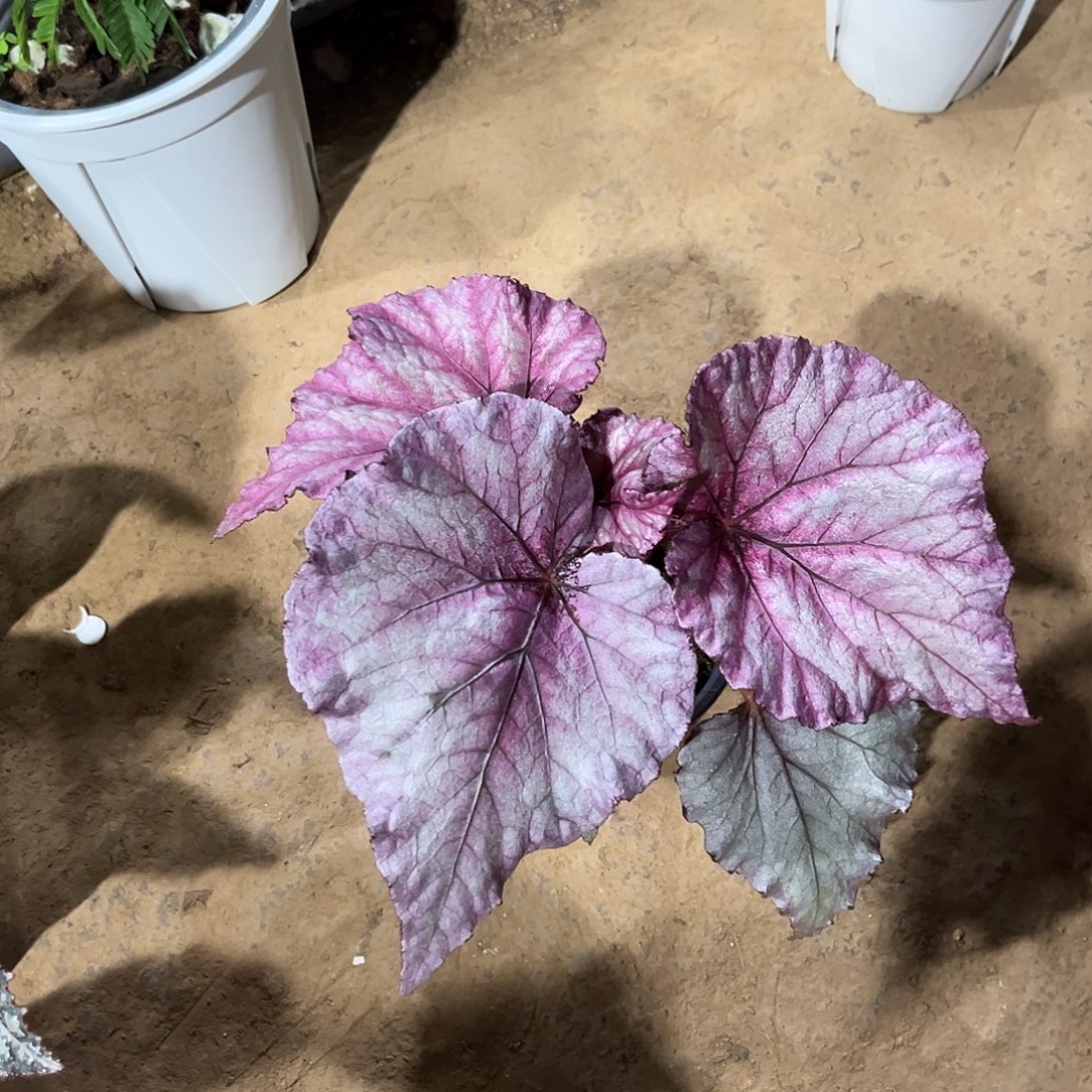 无花朵芭比秋海棠锦州