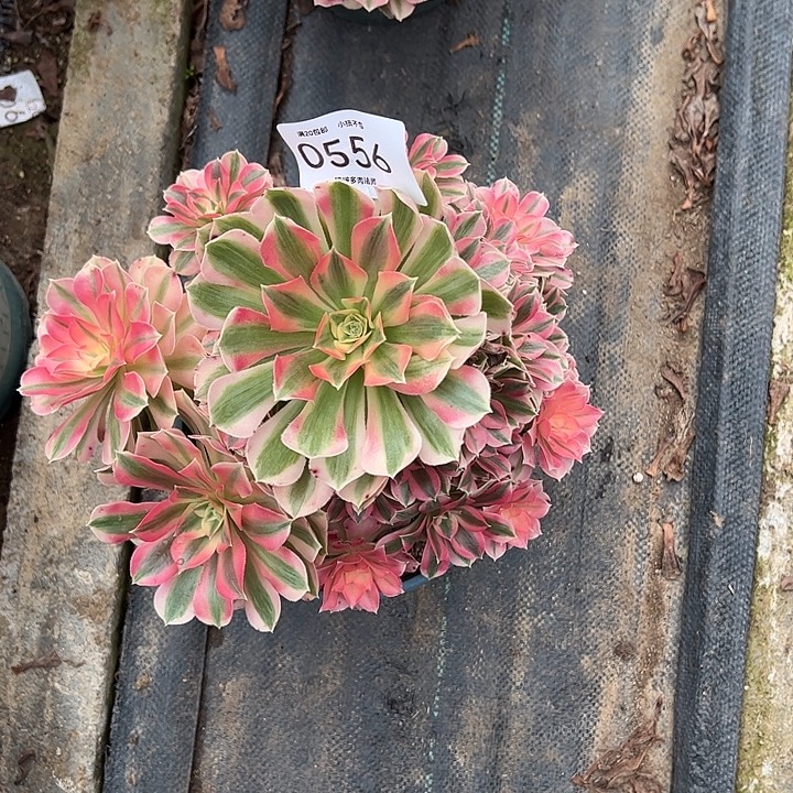 0556女巫多肉植物