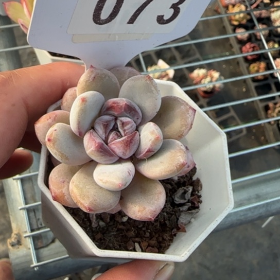 73星星雪一物一拍多肉