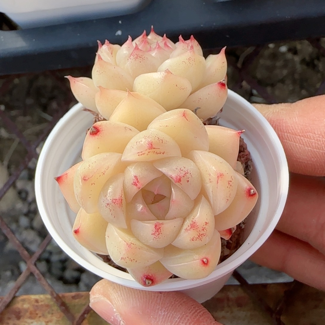 F****r【闪购商品】0123-116麦杆专拍