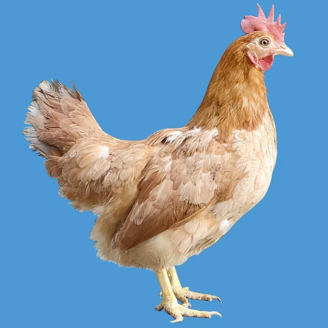 宠物鸡三黄鸡包邮包活到家