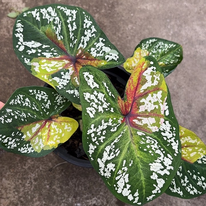 65-1223野蜂飞舞广东现货