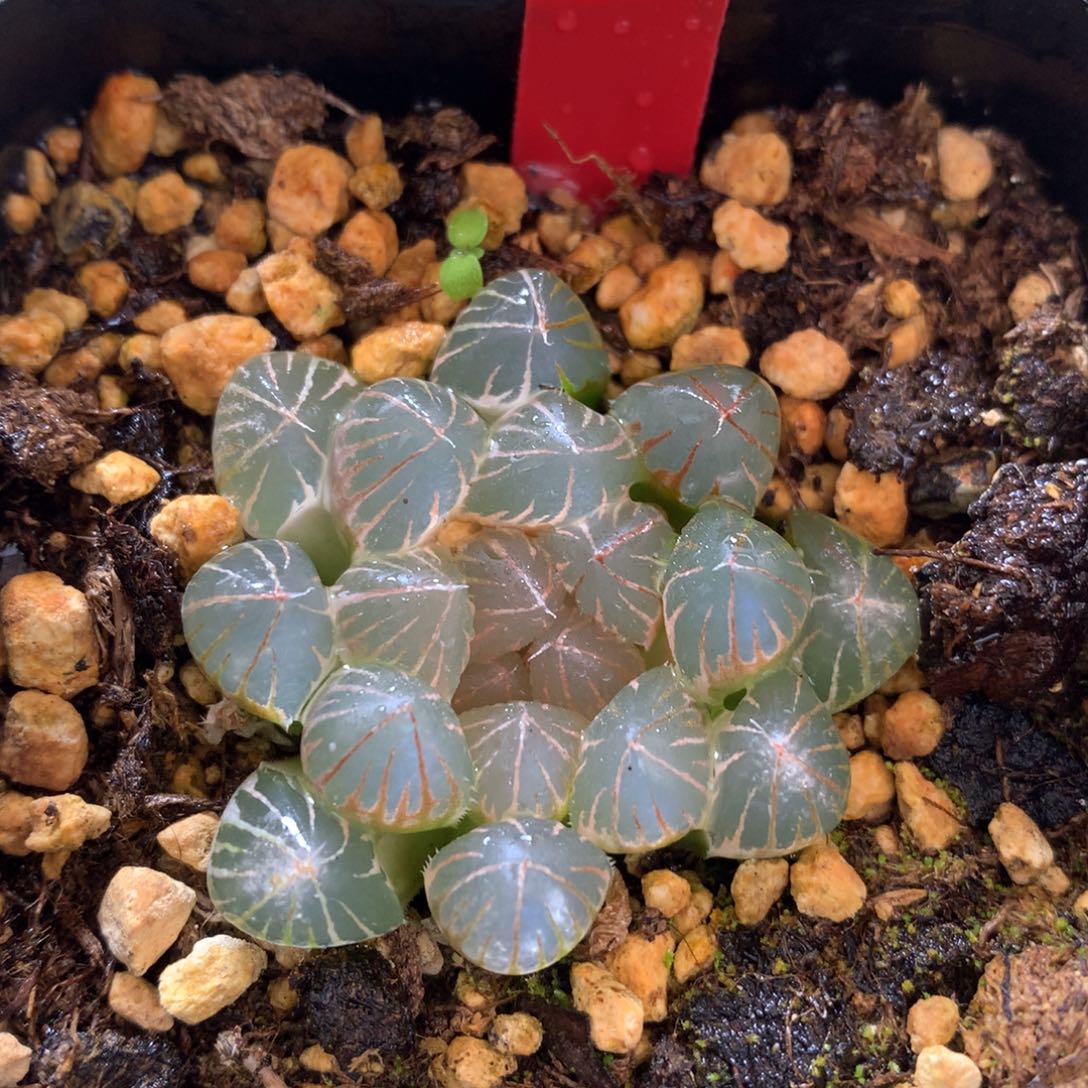 湖斑霓虹灯玉露锦，带盆