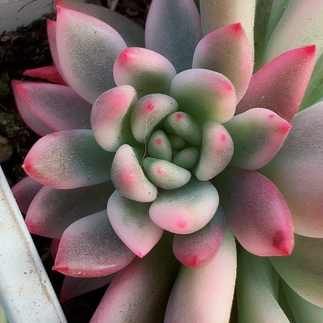 拉菲锦，覆轮锦侧头现砍