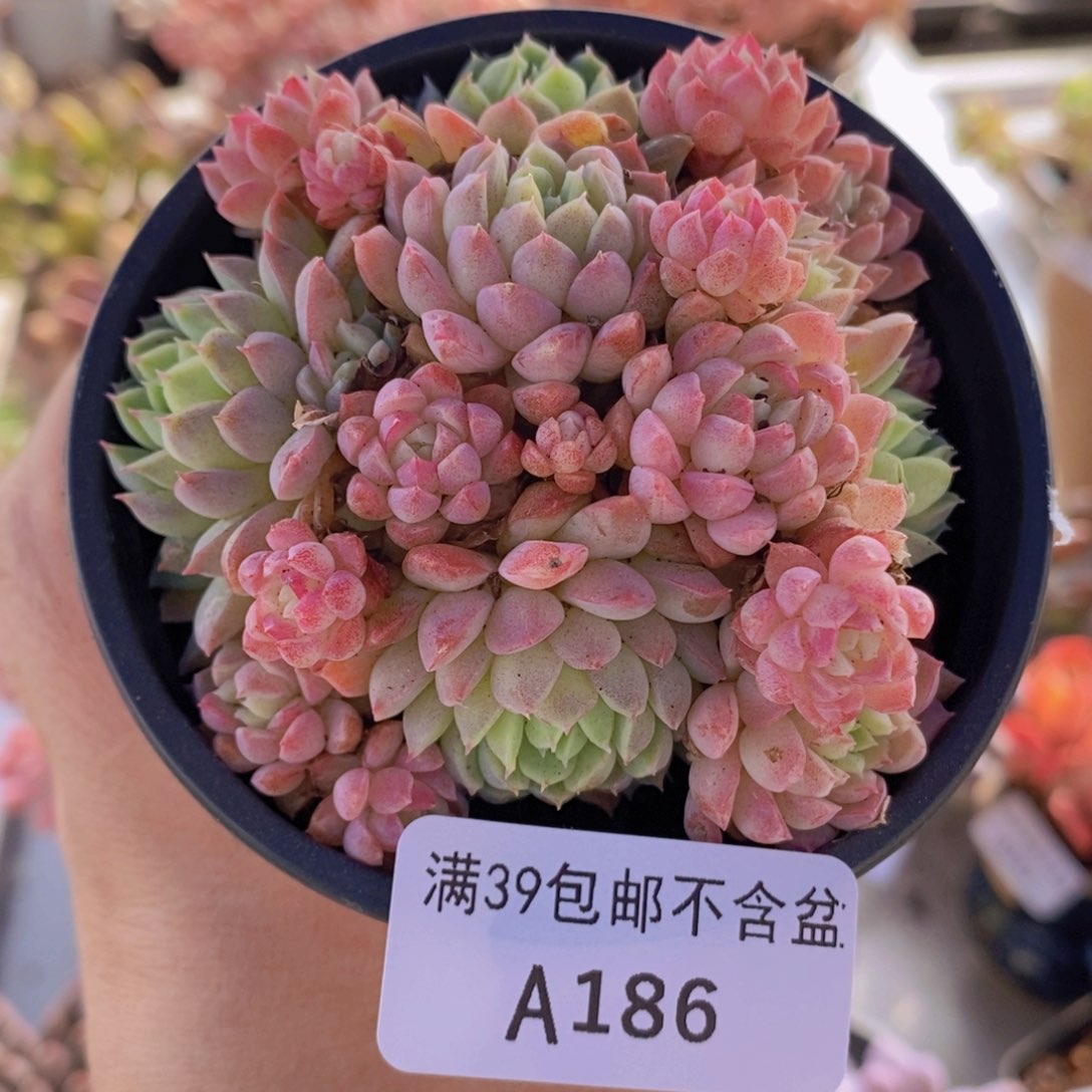 羊脂球7vm186多肉植物