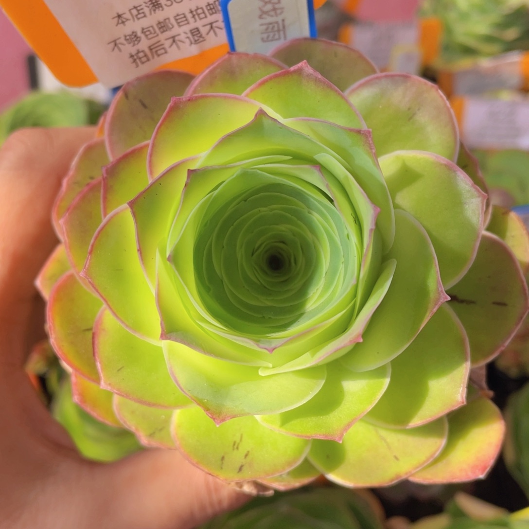 戏雨466一物一拍