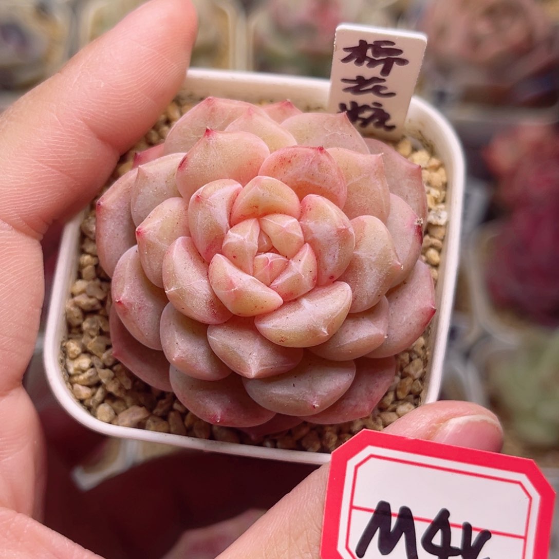 M44一物一拍 棉花糖