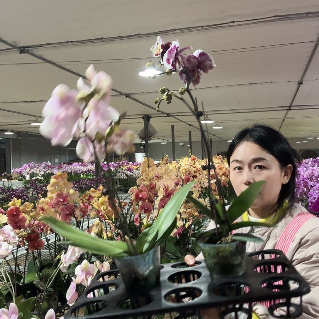 房****完全开放威尼斯2剑一颗，彩绘2剑一颗