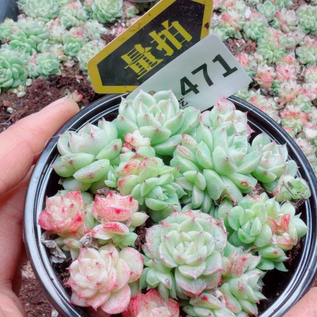 多肉植物多肉植物