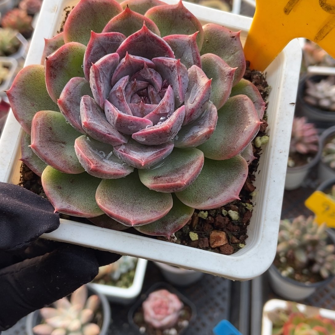 2099杂交多肉植物多肉