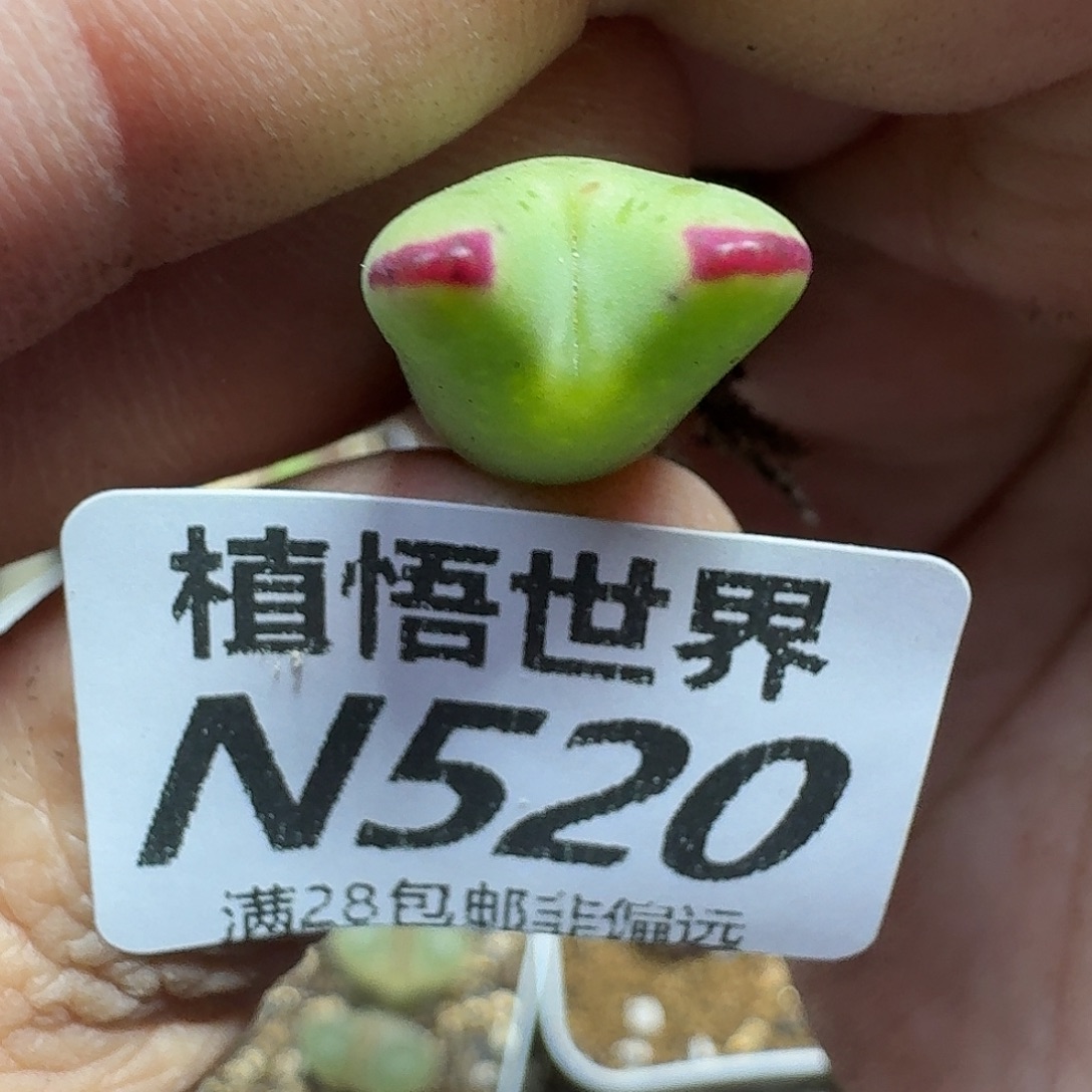多肉植物的润泽ghjj