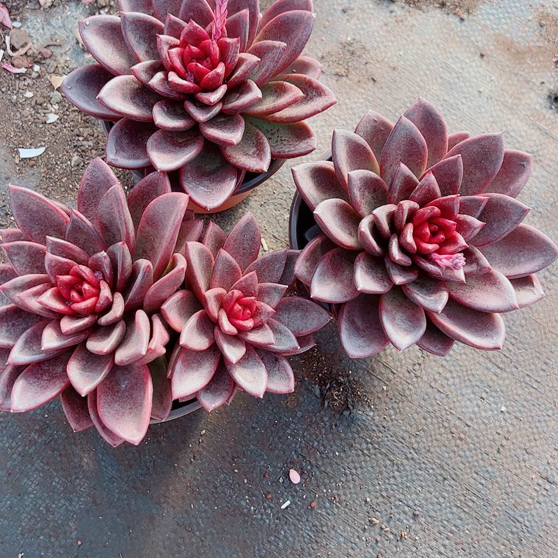 丰沛玫瑰大单头精品特价二盆