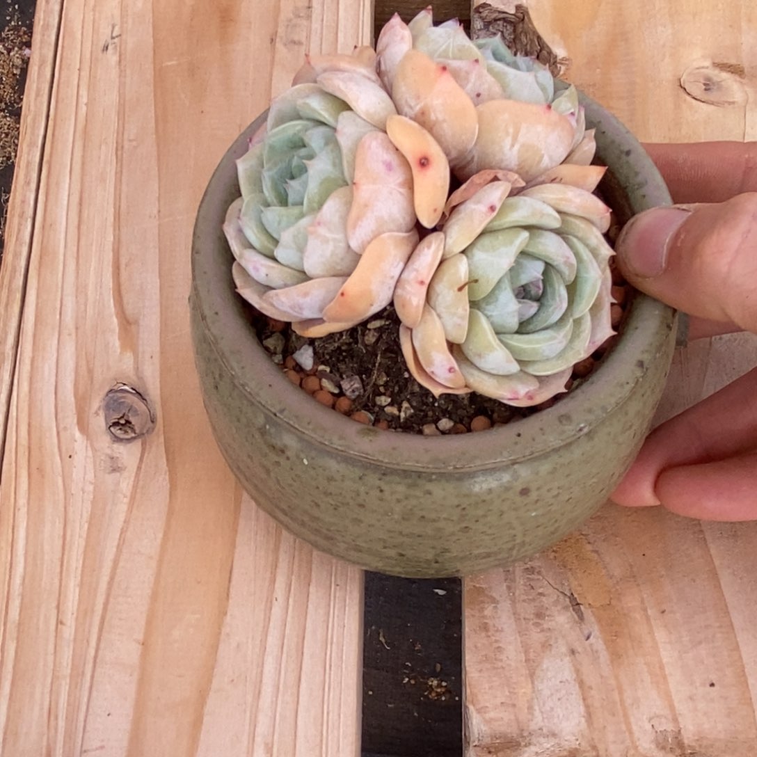 劳林三头老桩6666