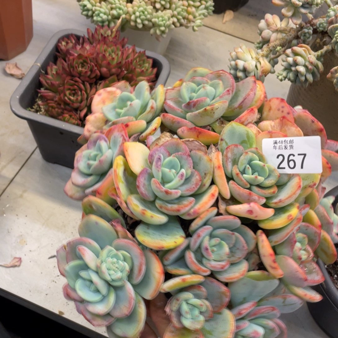 黑大帅多肉267白月光