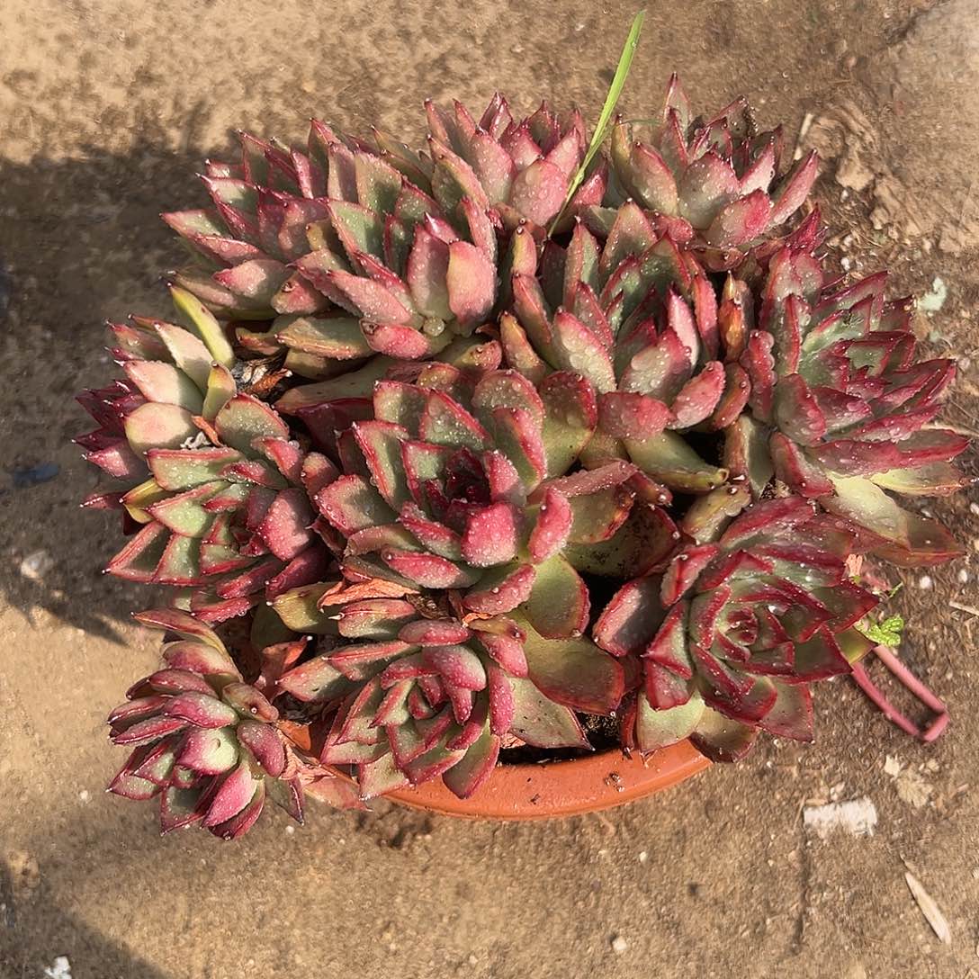 多肉植物多肉植物