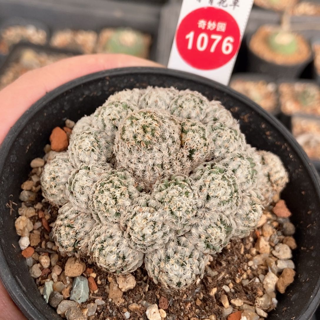 自根羽毛丸群一颗仙人球7.1cm