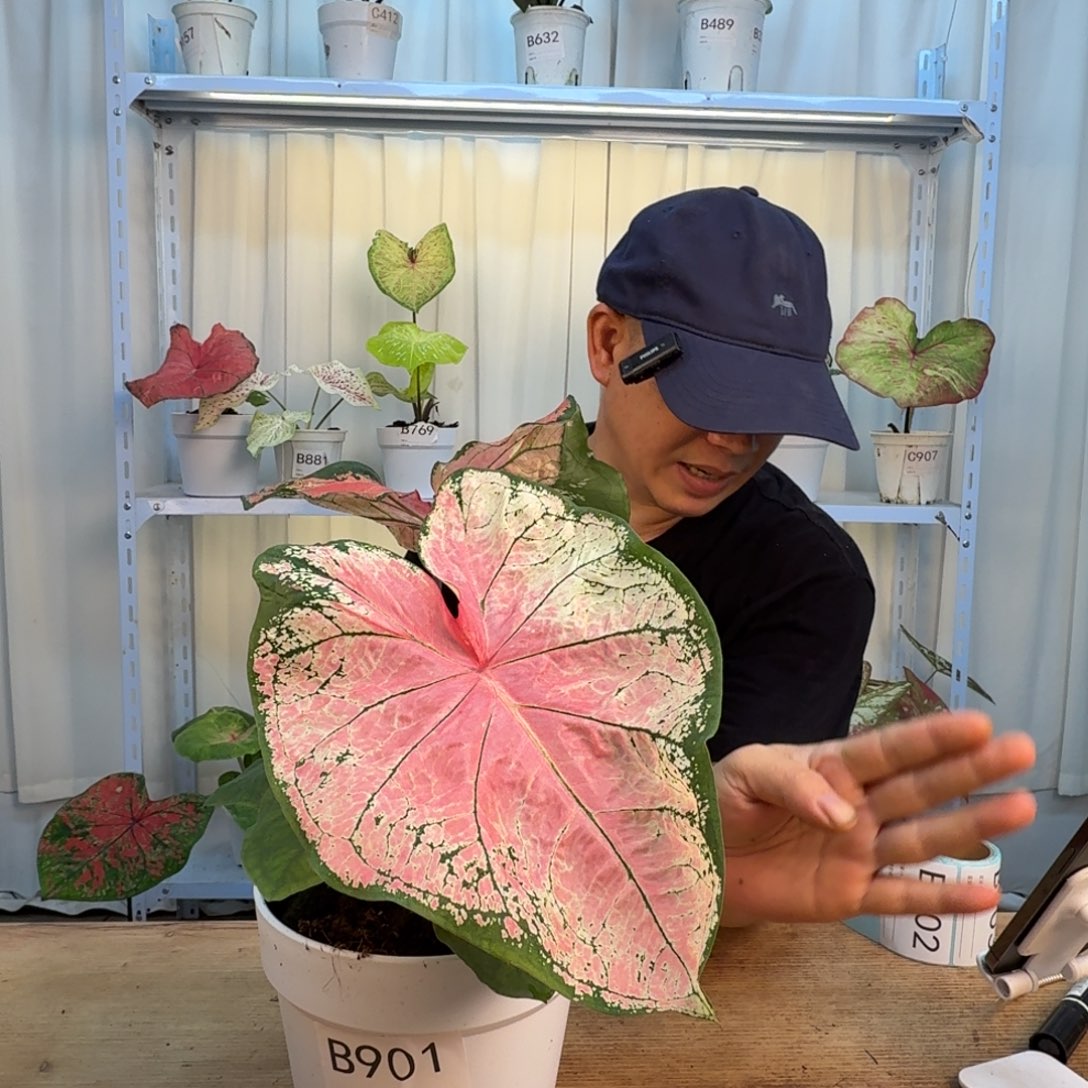 无花朵莫妮卡      B434