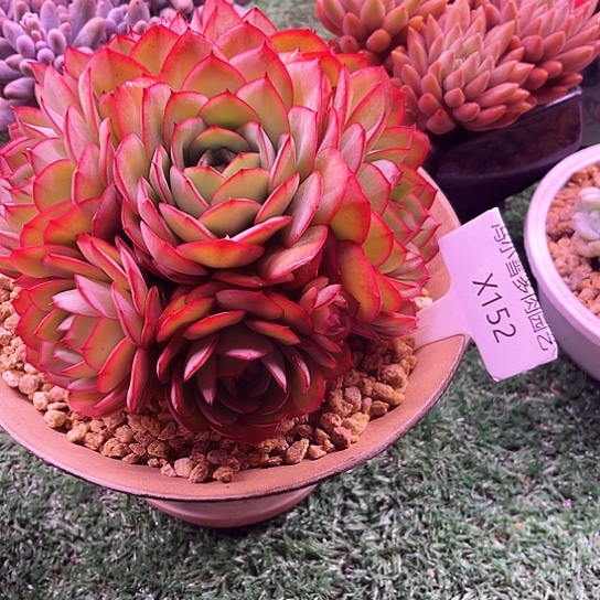 我是第一百个为妖刀呜呜呜