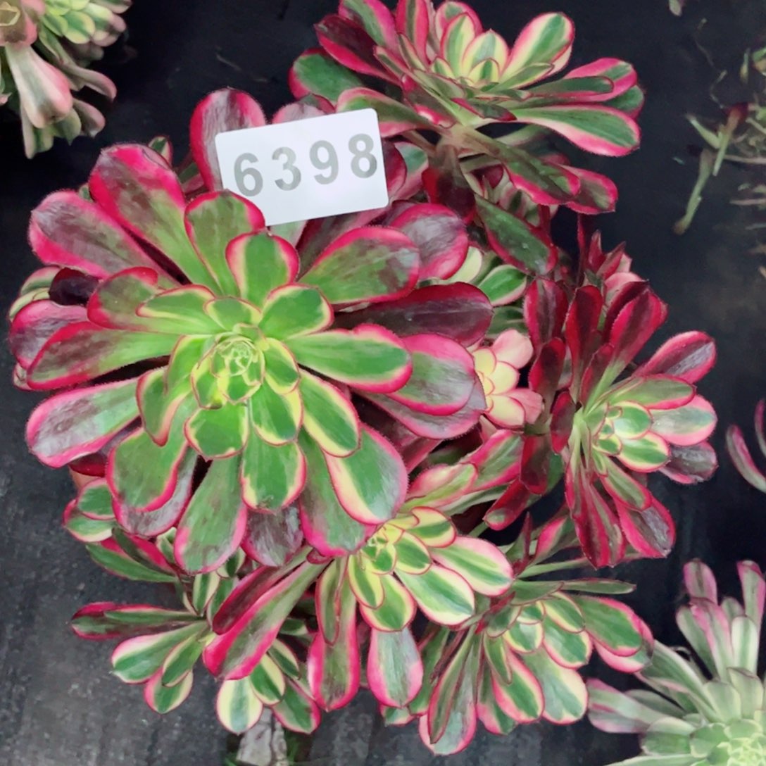 冰淇淋多肉发货发货