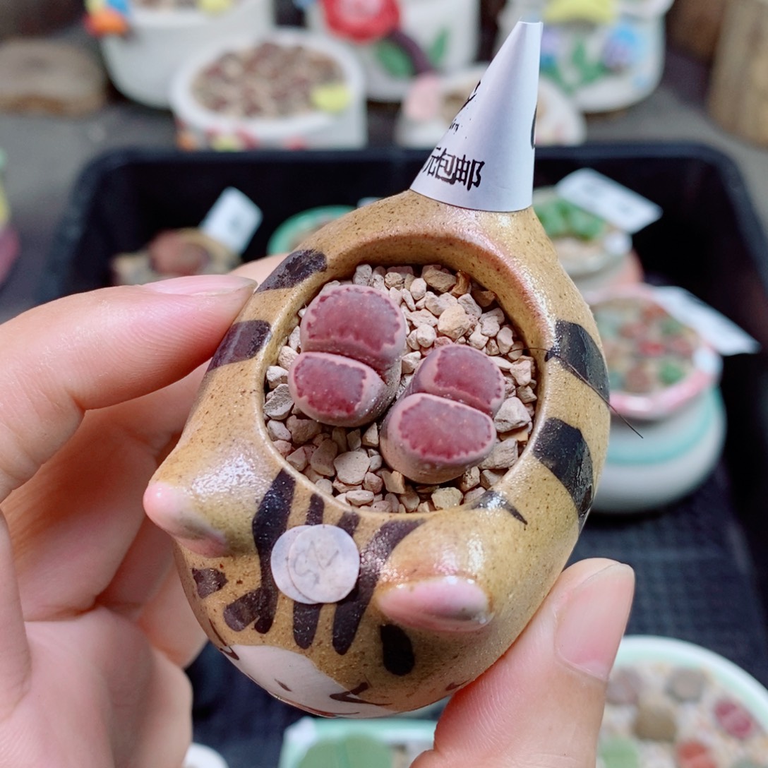 生石花花花花花花63