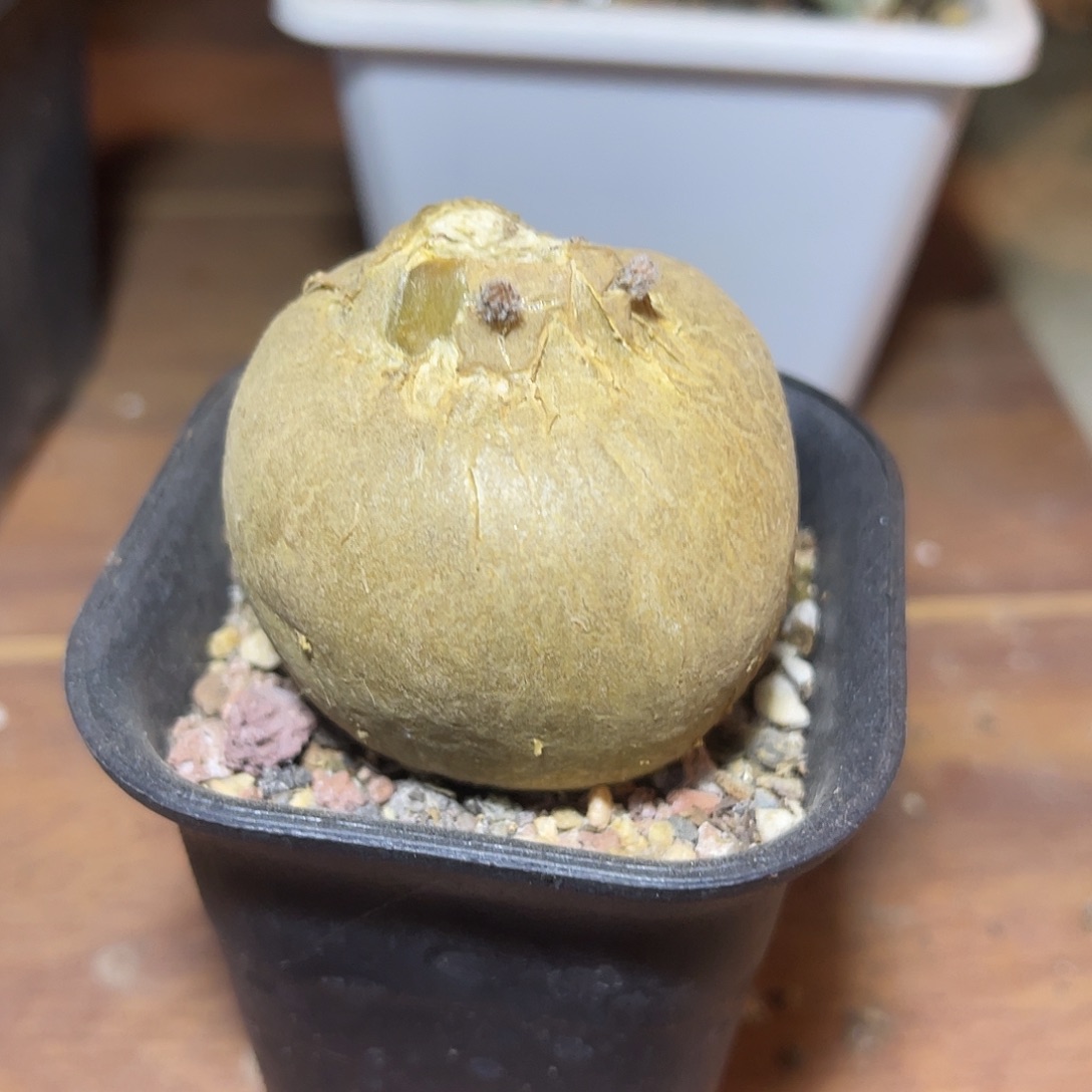 黑龙块根一物一拍