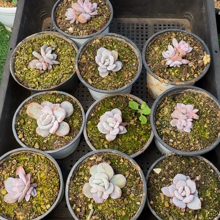 082多肉植物一物一拍