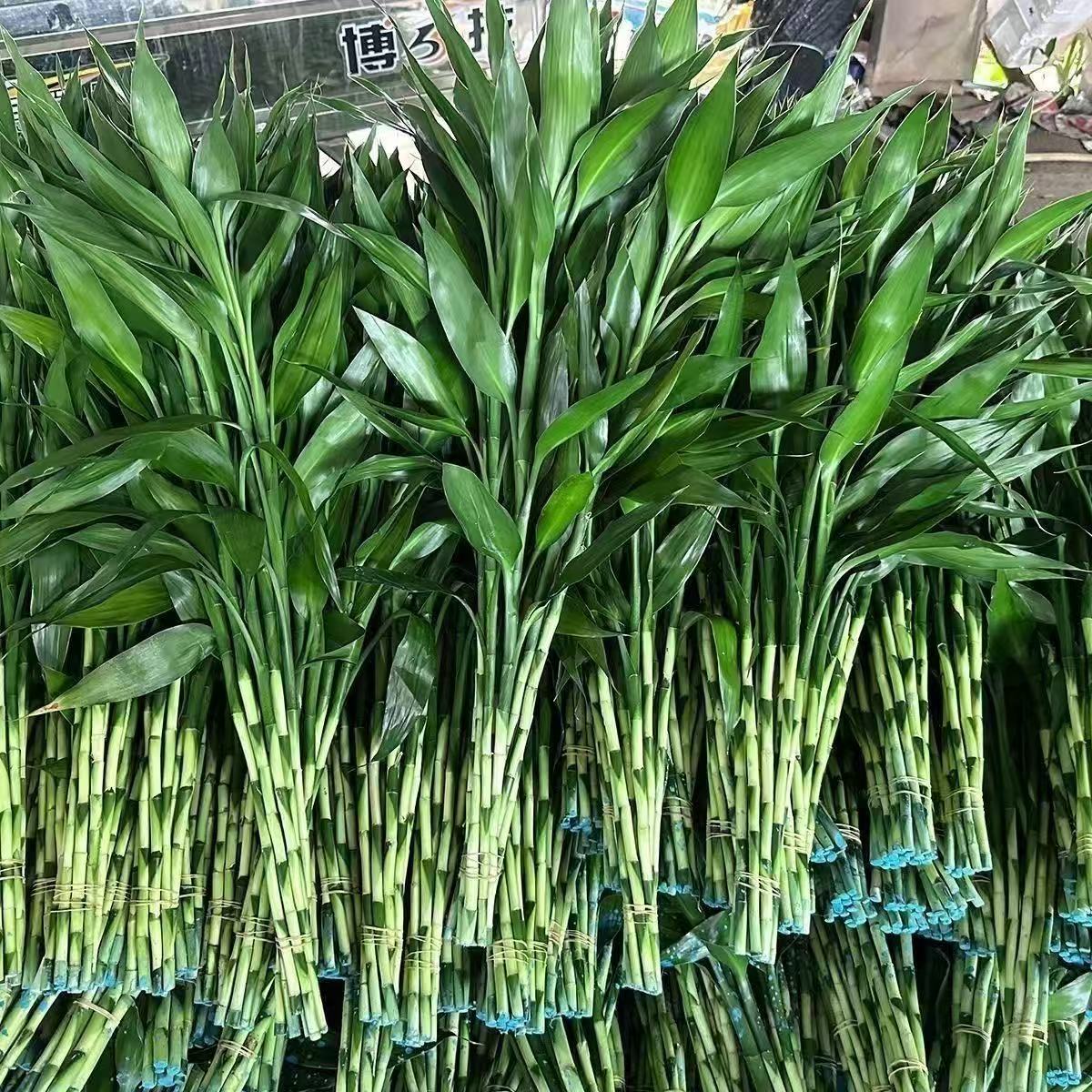 富贵竹水养绿植水培植物好养活盆栽净化空气好养活招财转运竹