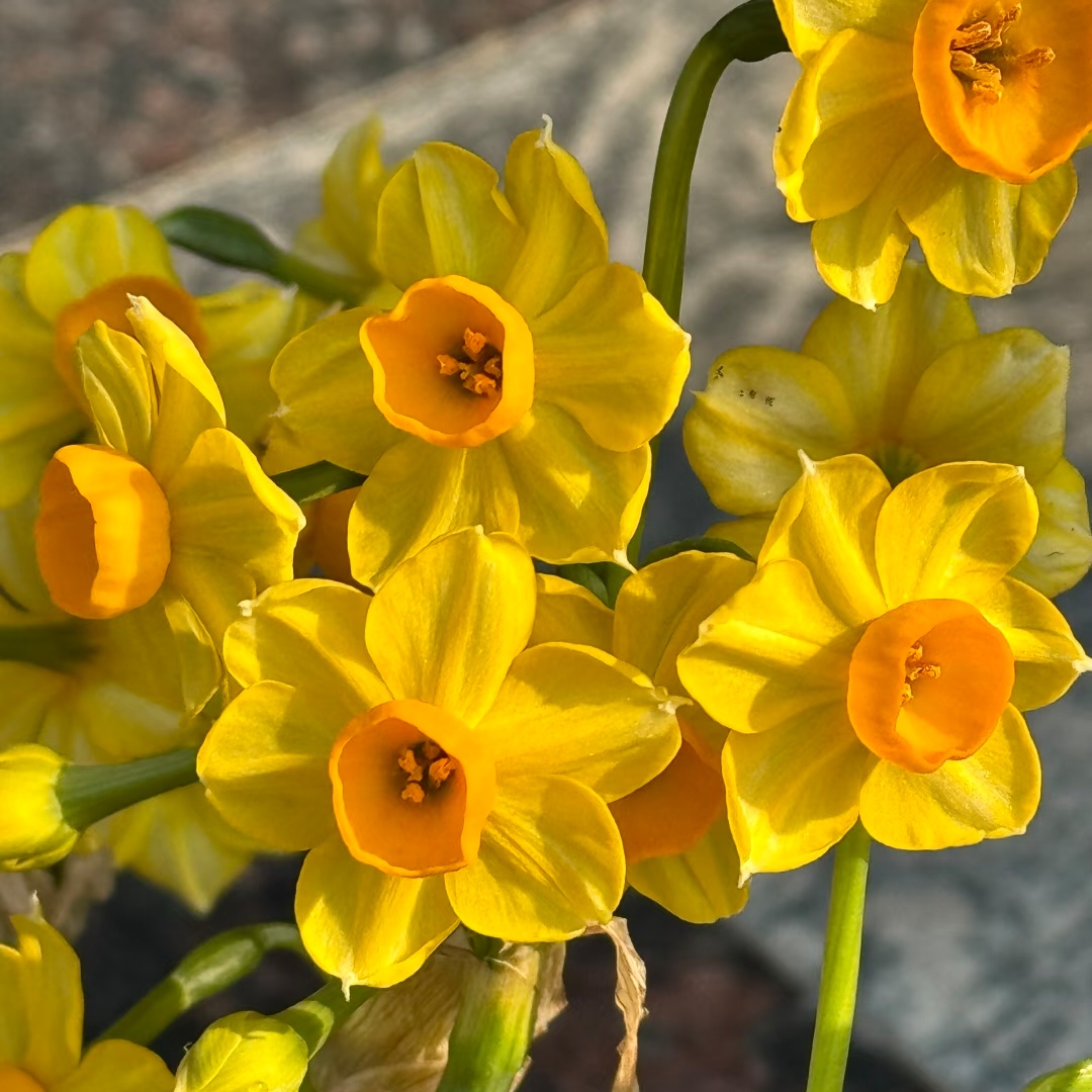 金水仙【皇袍】水培土培花卉室内外盆栽绿植