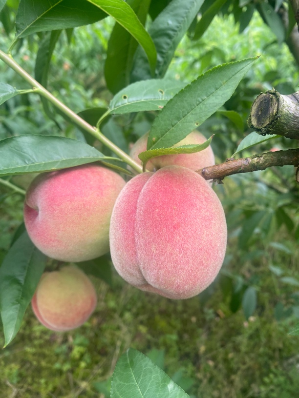 农家自种高山香脆桃端午桃香脆甜爽应季水果