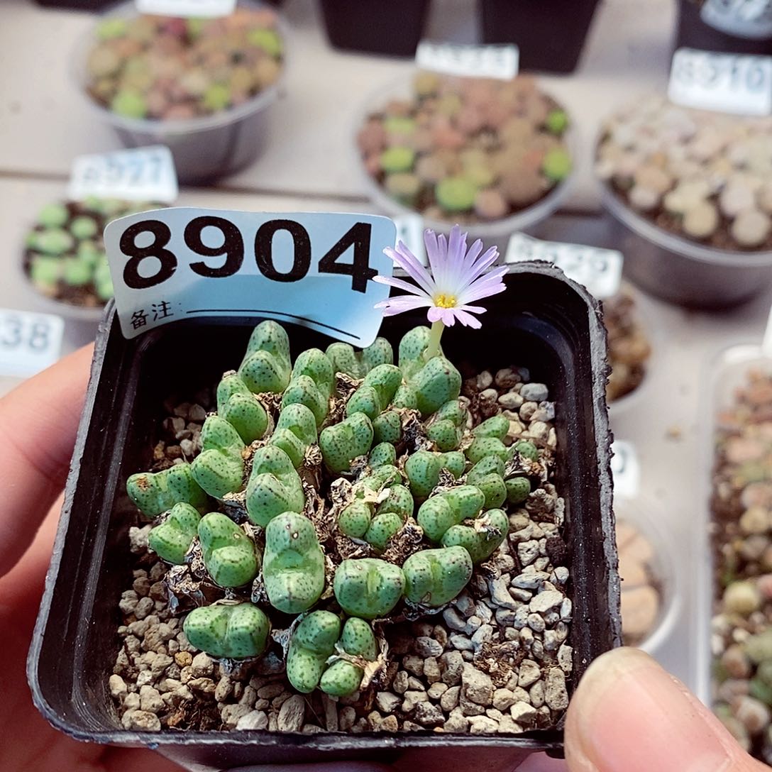 8904啦啦啦啦啦啦啦