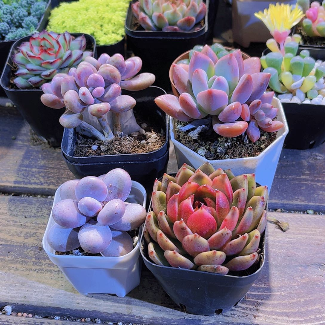 桃蛋。奶酪。奥普。黑玫瑰