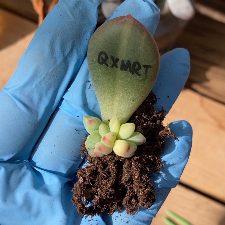 美人锦多肉植物多肉