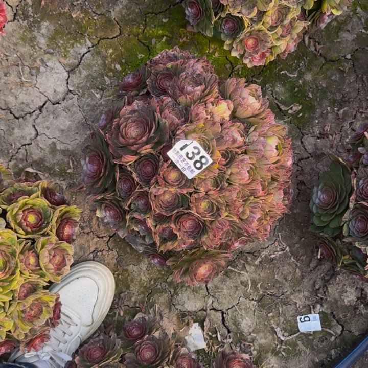 拉丝花29-40包邮花花