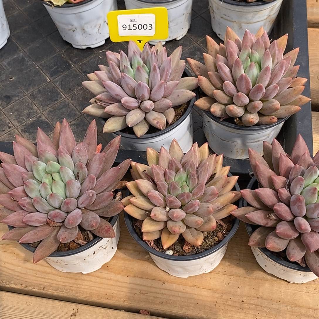 金汇园艺915003团红蜻蜓一颗