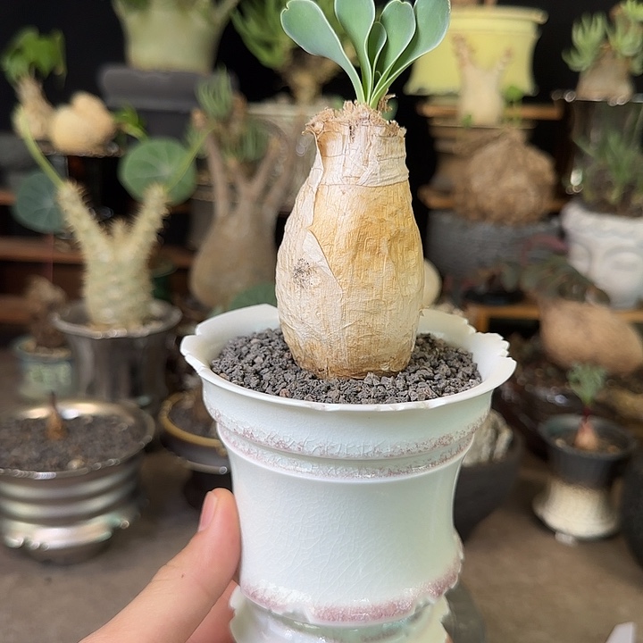 一物一拍巨凤之卵560