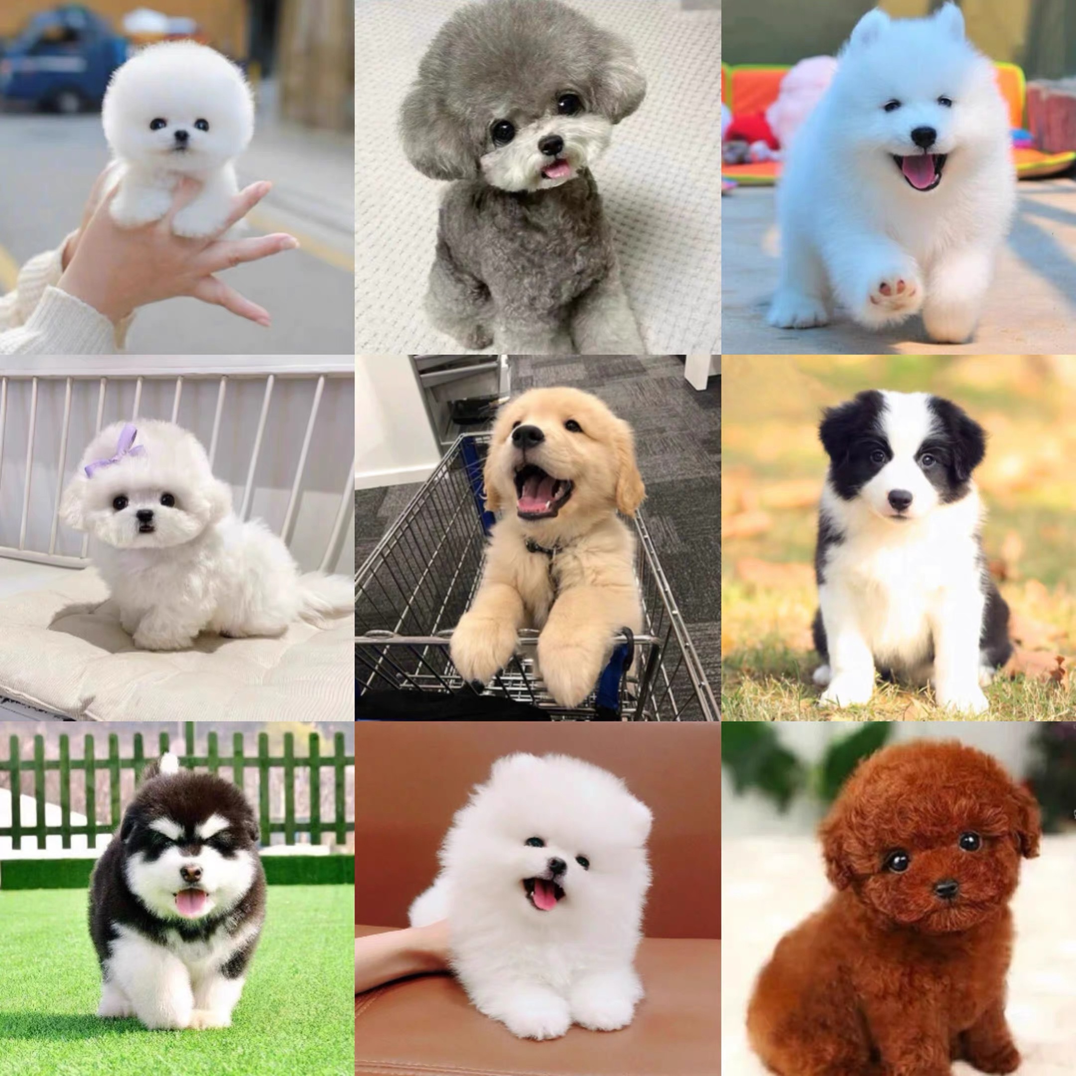 可爱小型幼犬一犬一拍直播挑选