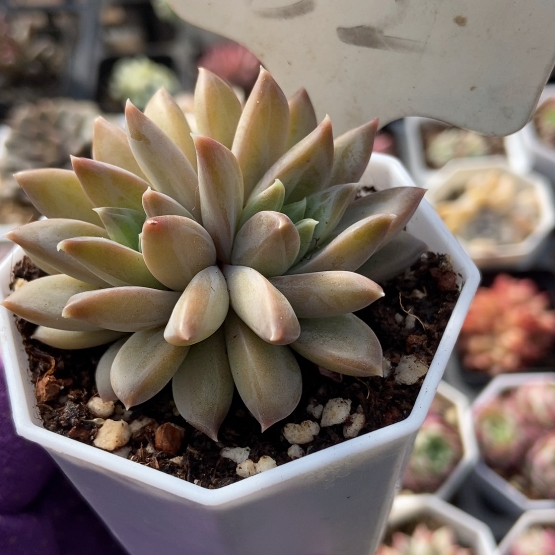 32牧斯美人多肉植物保护