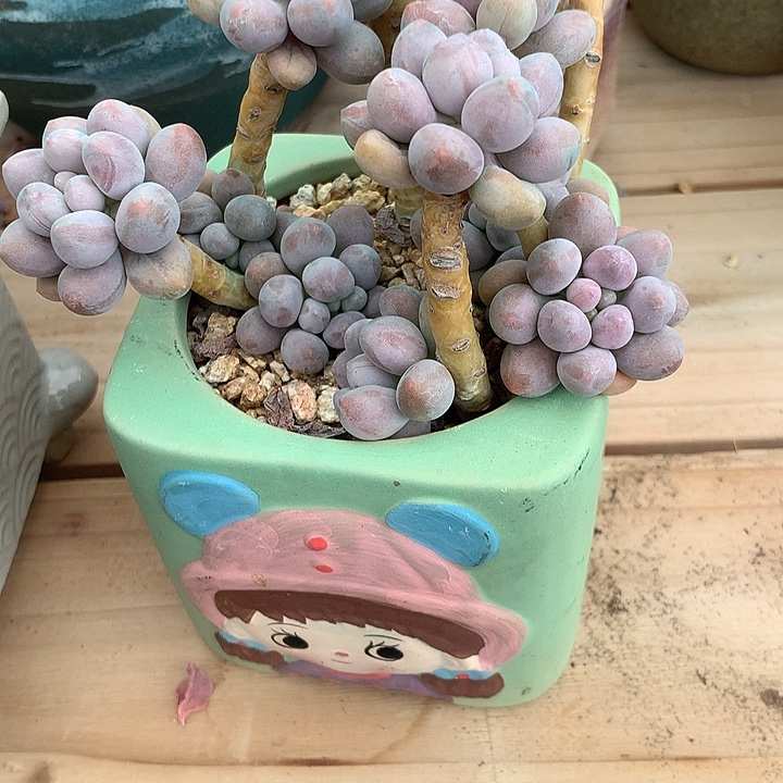 按***七无花朵徐家汇修车就看你吃吃看