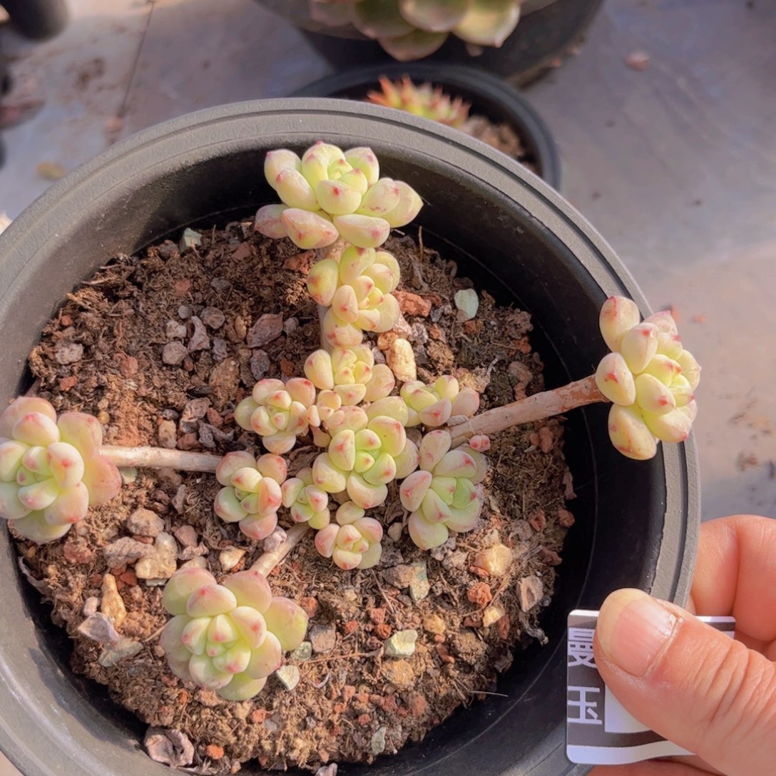 杂多肉植物哦0391