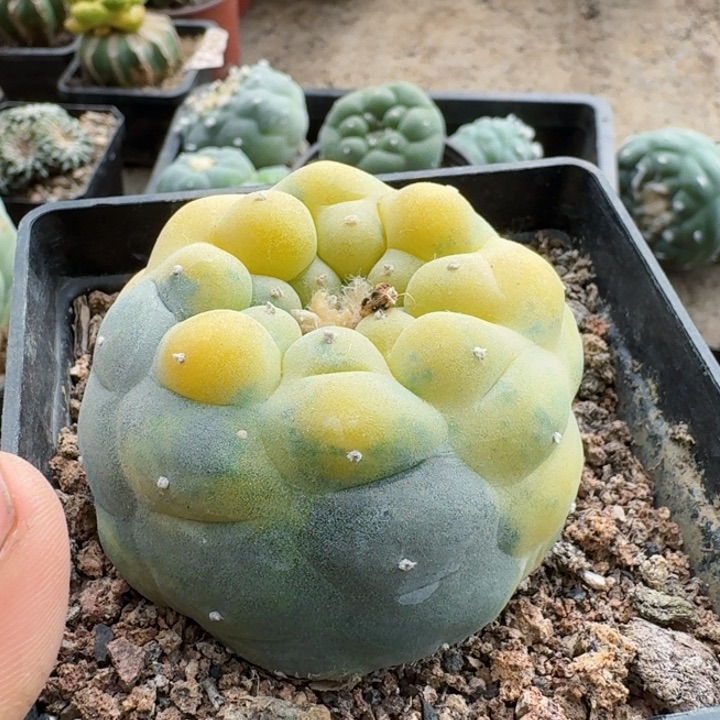 自根仙锦仙人球植物