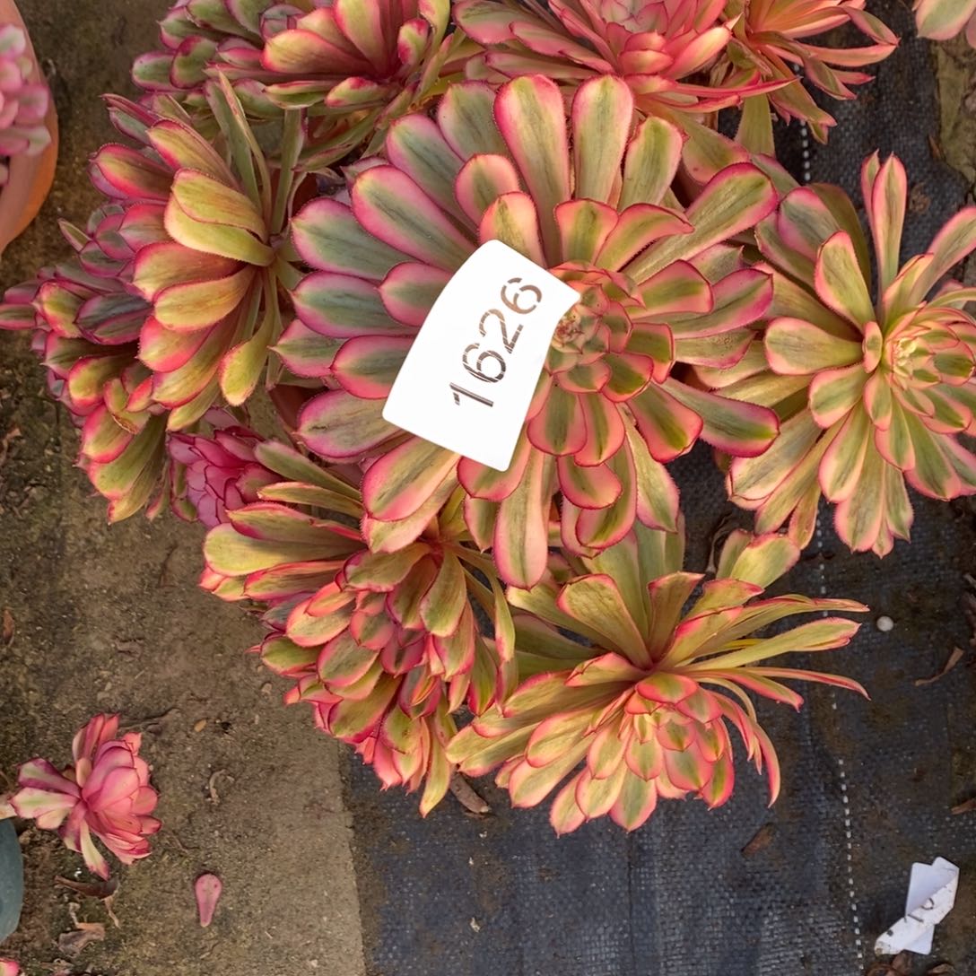 白月光1颗1626号多肉