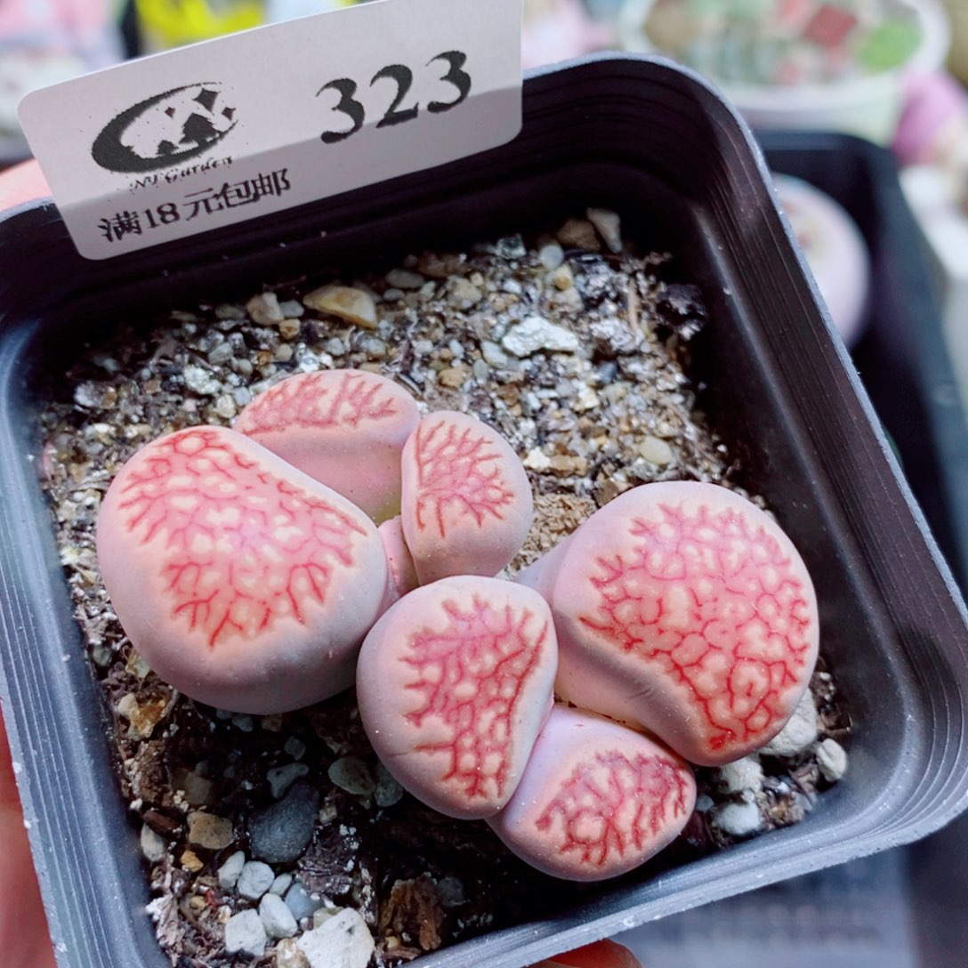 生石花花花花开了323